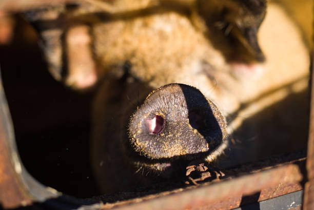 Closeup of pig in the pen full of mud and dirt