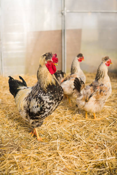 istock rooster and chickens on the farm 2194346675