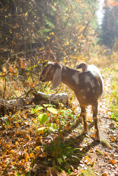 istock a white and beige goat in the forest 2194346800