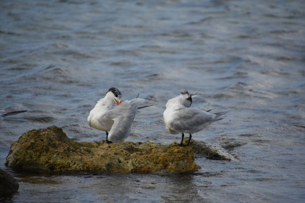 istock Pair of Terns Perched on Rocks in the Ocean 2194349265