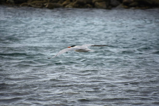 Tern bird gliding over the waters off of Aruba.
