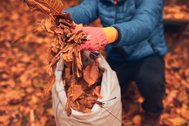 istock Man cleaning garden from fallen autumn leaves. 2194349826
