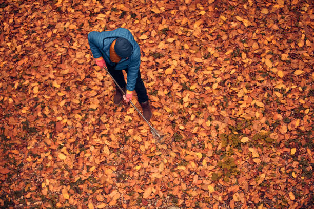 Man cleaning garden from fallen autumn leaves.