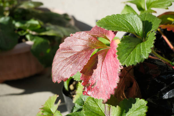 Green and red strawberry leaves