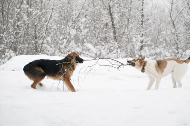 winter activities. cute laika and german shepherd dog playing in snowy forest, pulling tree branch