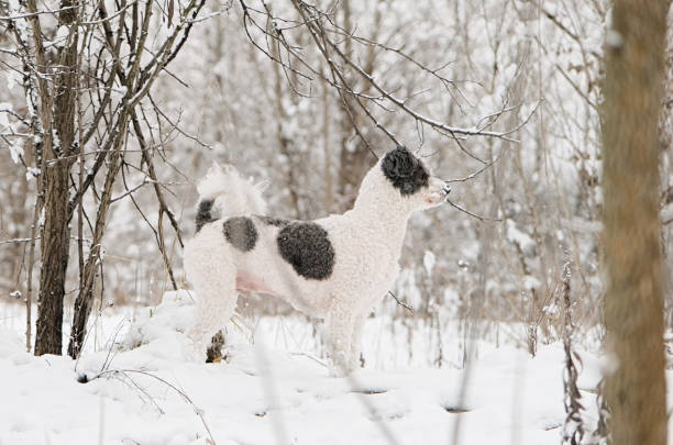 winter activities. cute mixed breed poodle and bichon frise dog walking in snowy forest