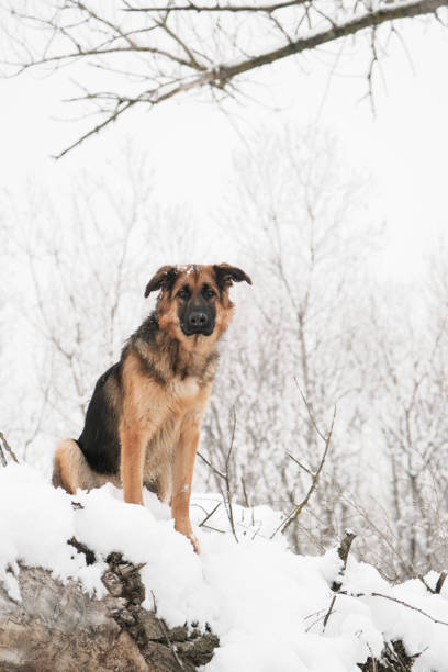 istock cute German shepherd dog walking in snowy forest 2194352543
