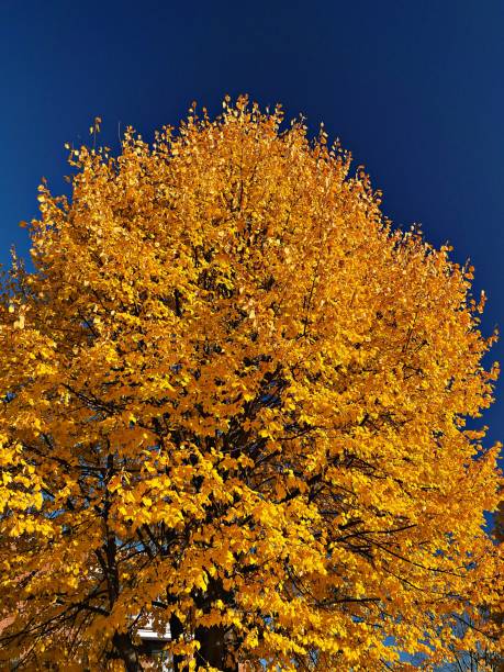 A view of an aspen tree with golden leaves on a deep blue sky