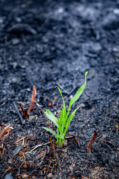 istock Small green plant rises born from ashes Aftermath of a Wildfire with Smoldering Ashes and Devastated Forest 2194355847