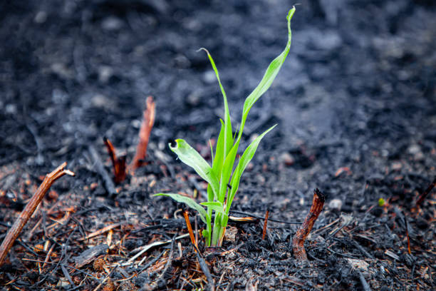 istock Small green plant rises born from ashes Aftermath of a Wildfire with Smoldering Ashes and Devastated Forest 2194355859