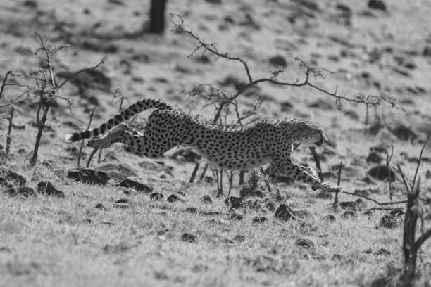 Cheetah in high grass – Masai Mara, Kenya
