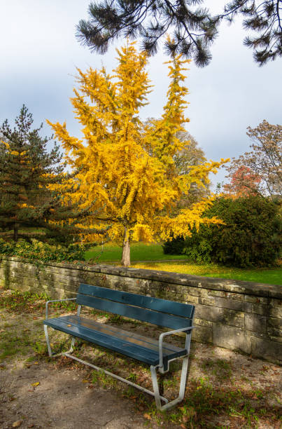 A tranquil autumn scene featuring a park bench situated beside a vibrant yellow ginkgo tree. Fallen leaves scatter the ground, creating a serene atmosphere.