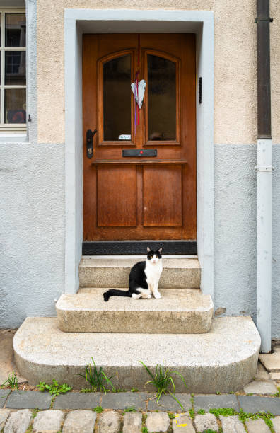 istock Cat sitting on steps by a wooden door 2194355957