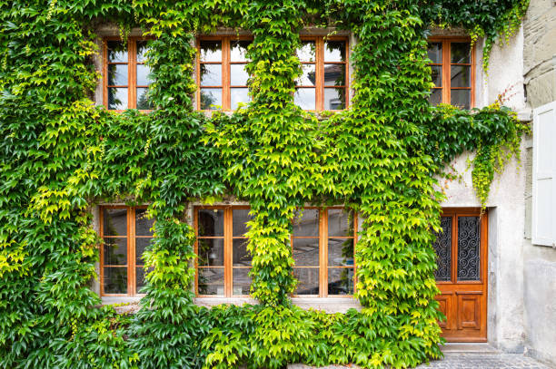 A building facade in Fribourg, completely covered in lush green ivy. Wooden framed windows and a door are visible. The scene evokes a sense of age and natural beauty.