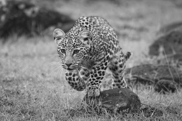 istock Mono leopard cub crosses rocks lifting paw 2194355961