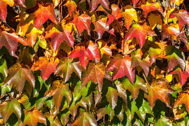 A close-up shot of autumn leaves showcasing a beautiful array of red, orange, yellow, and green hues. The leaves are densely packed, creating a rich texture.