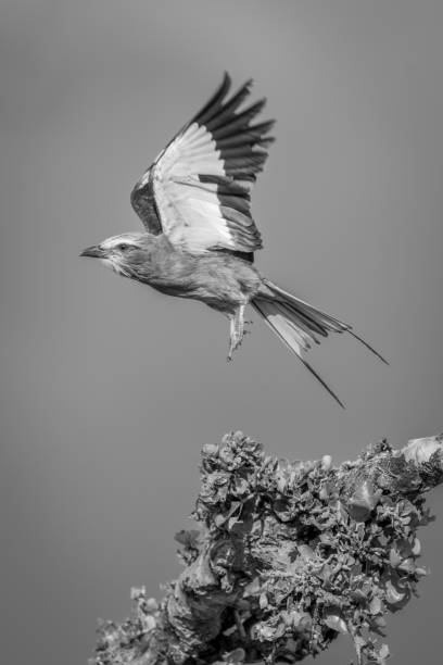 istock Mono lilac-breasted roller lifts wings taking off 2194355986