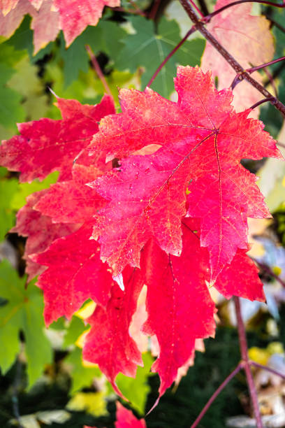 istock Vibrant red autumn leaves on a branch 2194355998