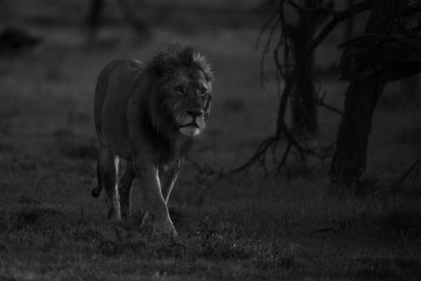 istock Mono lion walks past bushes at sunrise 2194356002