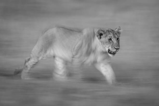 istock Mono slow pan of lion crossing grass 2194356039