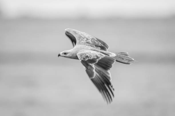 istock Mono tawny eagle glides with blurred wings 2194356053