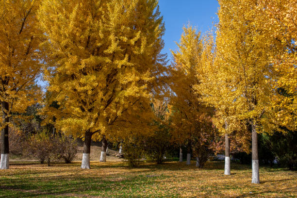 Golden ginkgo forest in autumn