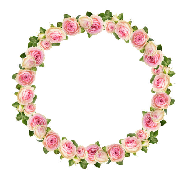 Small pink rose flowers in a floral round frame isolated on white background
