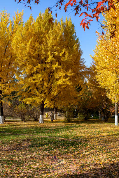 istock Golden ginkgo forest in autumn 2194356929