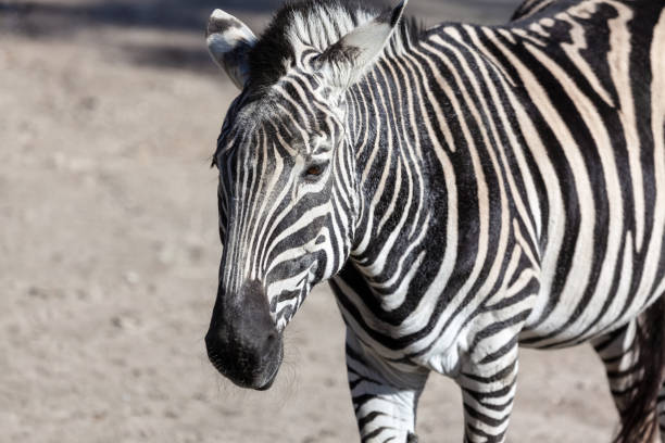 istock Portrait of magture zebra 2194357344