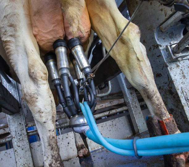 Milking machine at a dairy farm, udder of a cow.