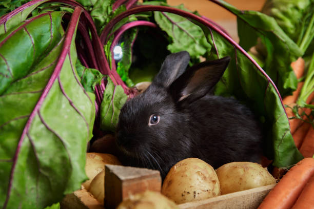 Little black rabbit sits in vegetables box among potatoes carrots and beetroot leaves. Fresh harvest. Farm market. Bunny eats eco products. Healthy vitamin food. Hare is a symbol of Chinese calendar.