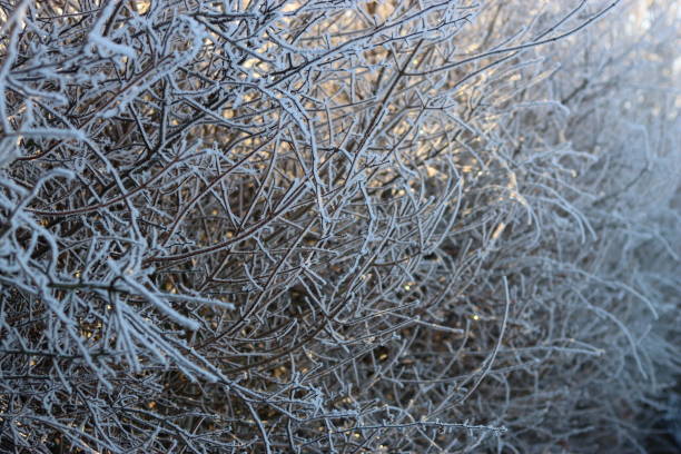 istock Hedge covered in thick frost 2194364221