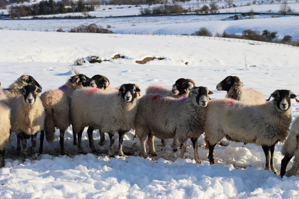istock Sheep in a snow covered field in winter 2194367965