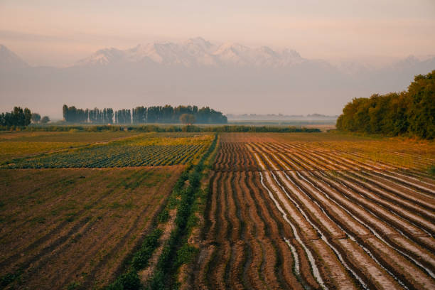 istock Rolling fields with furrows extending towards misty mountains during early morning light in a farmland setting 2194368372