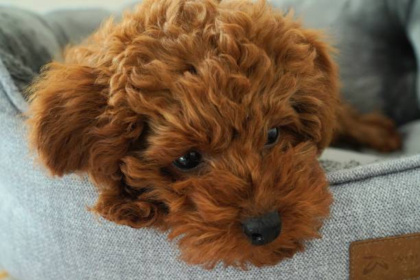 istock Cute puppy poodle dog sleeping 2194368600