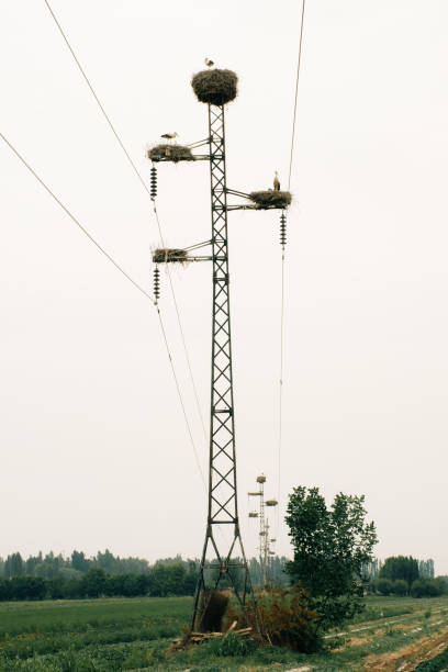 istock Storks nesting on power poles in a rural landscape during a foggy day 2194369149
