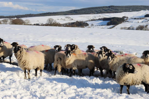 istock Sheep in a snow covered field in winter 2194369168
