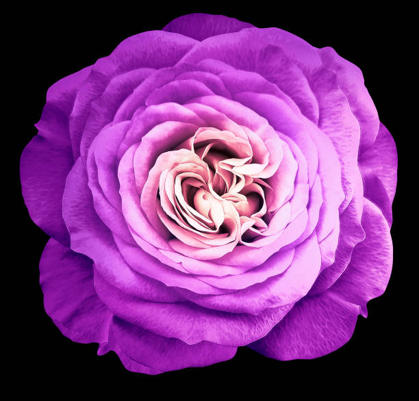 Rose  flower  on  black isolated background with clipping path.  Closeup. For design. Studio shot.  Nature.