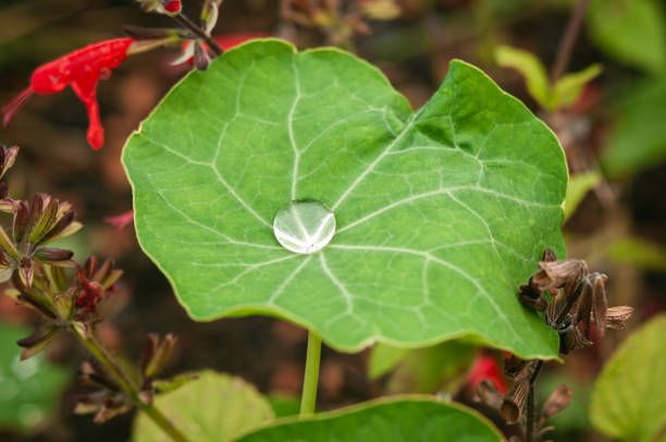 Springtime Nasturtiums after a rain shower