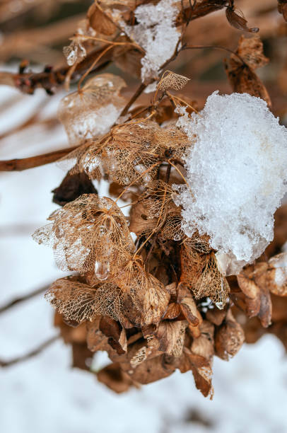 istock Brown Hydrangea Flowers Covered with Snow - Macro Photography 2194373068