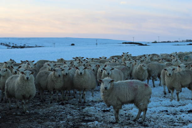 istock Sheep in a snow covered field in winter 2194373263