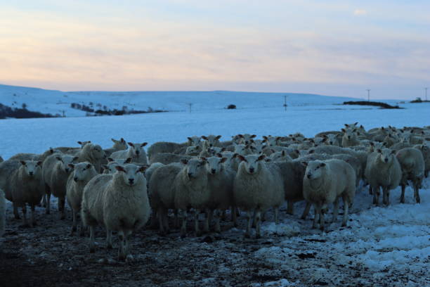 istock Sheep in a snow covered field in winter 2194373324