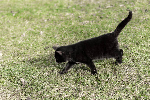 A young black cat shows playfulness on the grass in the yard
