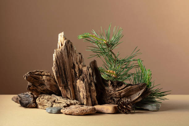 istock Abstract nature scene with a composition of pine branches, stones, and dry snags. 2194376403