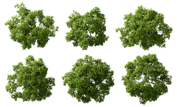 istock Aerial view woods trees cutout on white backgrounds 3d render 2194376416