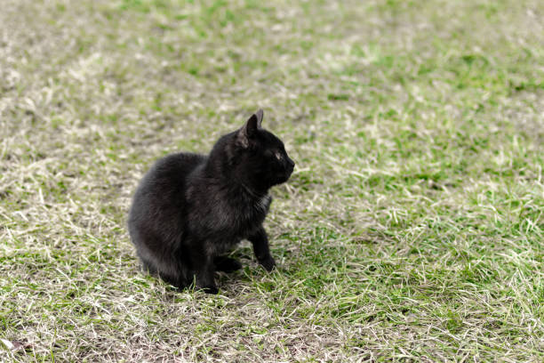 A young black cat shows playfulness on the grass in the yard