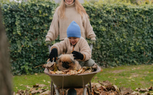 istock Boy and Dog on a Wheelbarrow Ride 2194377387
