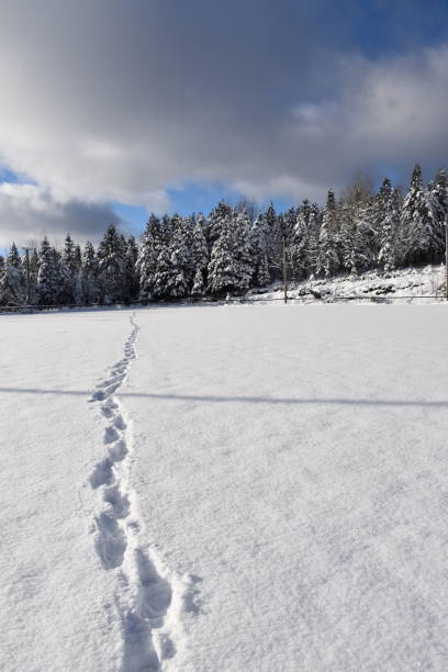 istock Des traces dans la neige 2194377590