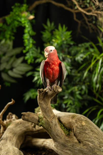 Cute red parrot sitting on an branch in tropical forest surrounding.