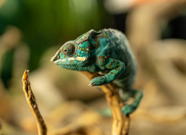 istock Adorable green chameleon sitting on a branch 2194377712